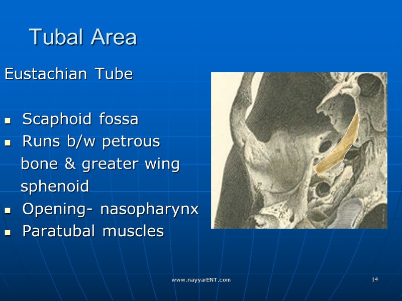 Tubal Area Eustachian Tube    Scaphoid fossa   Runs b/w petrous